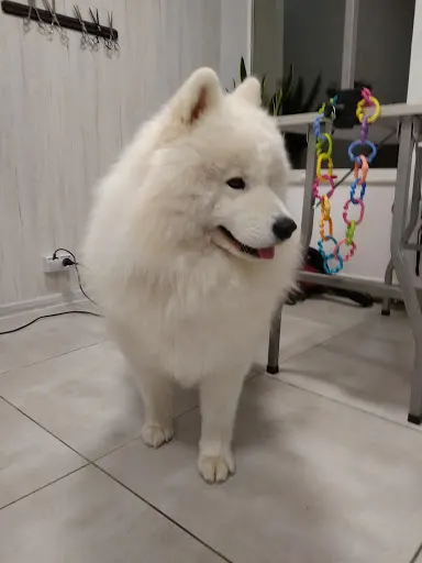 Wyczesany salon strzyżenia psów. Psi fryzjer